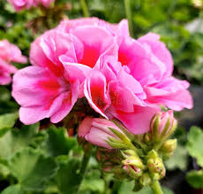 Attēlu rezultāti vaicājumam “Geraniaceae”