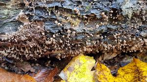 Attēlu rezultāti vaicājumam “Phleogena faginea stalked”