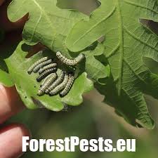 Attēlu rezultāti vaicājumam “Orthosia miniosa larva”