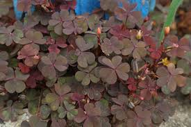 Attēlu rezultāti vaicājumam “Oxalis corniculata”