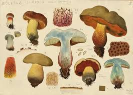 Attēlu rezultāti vaicājumam “Boletus luridus”