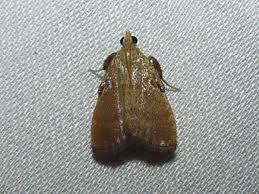 Attēlu rezultāti vaicājumam “Pyralididae”