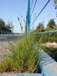 Attēlu rezultāti vaicājumam “Juncus compressus fruit”