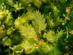 Attēlu rezultāti vaicājumam “Schistostega pennata”