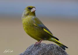 Attēlu rezultāti vaicājumam “Chloris chloris male”