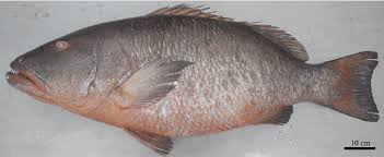 Image result for Lutjanus cyanopterus