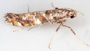 Attēlu rezultāti vaicājumam “Gracillaria syringella larva”