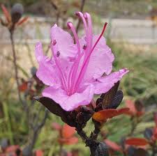 Attēlu rezultāti vaicājumam “Rhododendron sichotense”