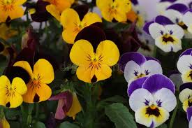 Attēlu rezultāti vaicājumam “Viola tricolor subsp. curtisii bud”