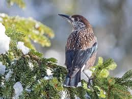 Attēlu rezultāti vaicājumam “Nucifraga caryocatactes adult”