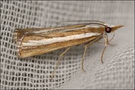 Attēlu rezultāti vaicājumam “Catoptria fulgidella”