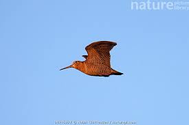 Attēlu rezultāti vaicājumam “Scolopax rusticola”
