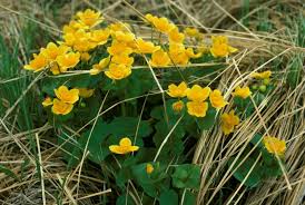 Attēlu rezultāti vaicājumam “Caltha palustris”