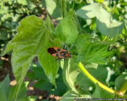 Attēlu rezultāti vaicājumam “Corizus hyoscyami”