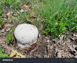 Attēlu rezultāti vaicājumam “Langermania gigantea”