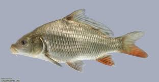 Image result for Cyprinus chilia