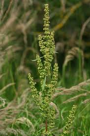 Attēlu rezultāti vaicājumam “Rumex crispus”