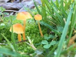 Attēlu rezultāti vaicājumam “Craterium minutum young”