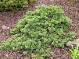 Attēlu rezultāti vaicājumam “Pinus sylvestris”