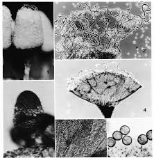 Attēlu rezultāti vaicājumam “Arcyria imperialis stalked”