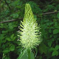 Attēlu rezultāti vaicājumam “Phyteuma spicatum fruit”