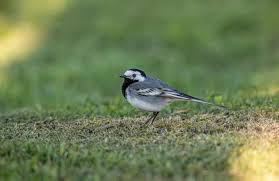 Image result for Motacilla alba