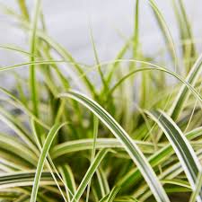 Attēlu rezultāti vaicājumam “Carex loliacea leaf”