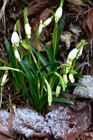 Attēlu rezultāti vaicājumam “Amarillidaceae”