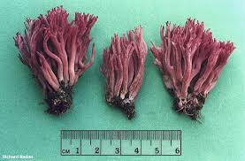 Attēlu rezultāti vaicājumam “Clavaria zollingeri”