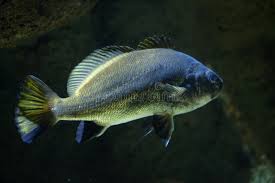 Image result for Argyrosomus regius