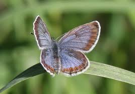 Attēlu rezultāti vaicājumam “Plebejus argus / Plebejus idas”