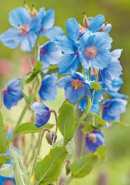 Image result for Scheinmohn blau