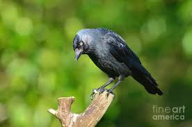 Attēlu rezultāti vaicājumam “Corvus monedula”