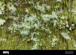 Attēlu rezultāti vaicājumam “Evernia divaricata”