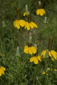 Image result for Ratibida columnifera