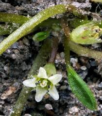 Attēlu rezultāti vaicājumam “Limosella aquatica”