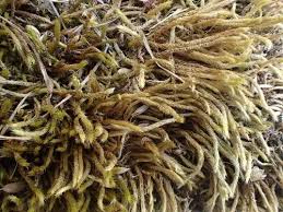 Attēlu rezultāti vaicājumam “Brachythecium albicans”