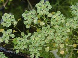 Attēlu rezultāti vaicājumam “Callitrichaceae”