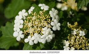 Attēlu rezultāti vaicājumam “Viburnum opulus bud”