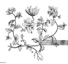 Attēlu rezultāti vaicājumam “Veronica agrestis”