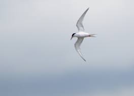 Image result for Sterna dougallii