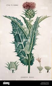 Image result for Silybum marianum