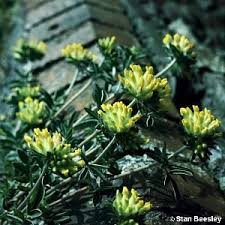 Image result for Anthyllis vulneraria rubra