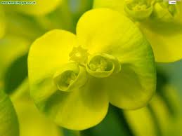 Attēlu rezultāti vaicājumam “Euphorbia virgata flower”