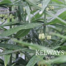 Attēlu rezultāti vaicājumam “Polygonatum verticillatum leaf”