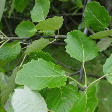 Attēlu rezultāti vaicājumam “Populus x canescens”