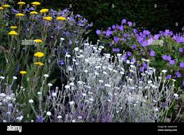Image result for Lychnis coronaria alba