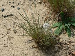 Attēlu rezultāti vaicājumam “Corynephorus canescens”