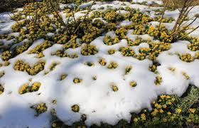 Attēlu rezultāti vaicājumam “Eranthis hyemalis”