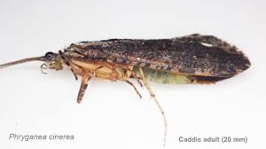 Attēlu rezultāti vaicājumam “Phryganeidae”